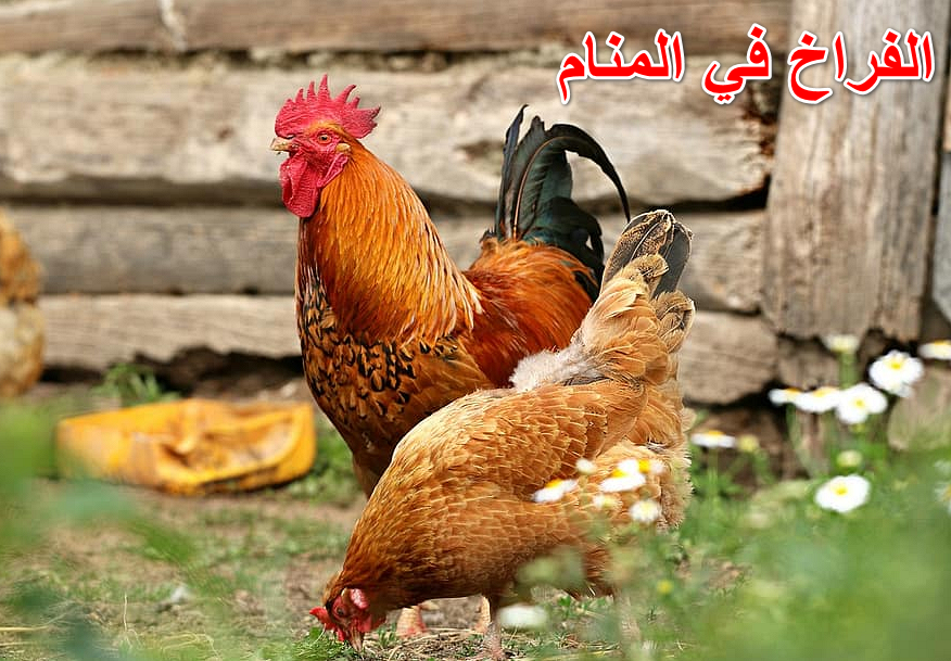 الفراخ في المنام