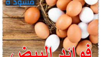 فوائد البيض