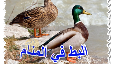 البط في المنام